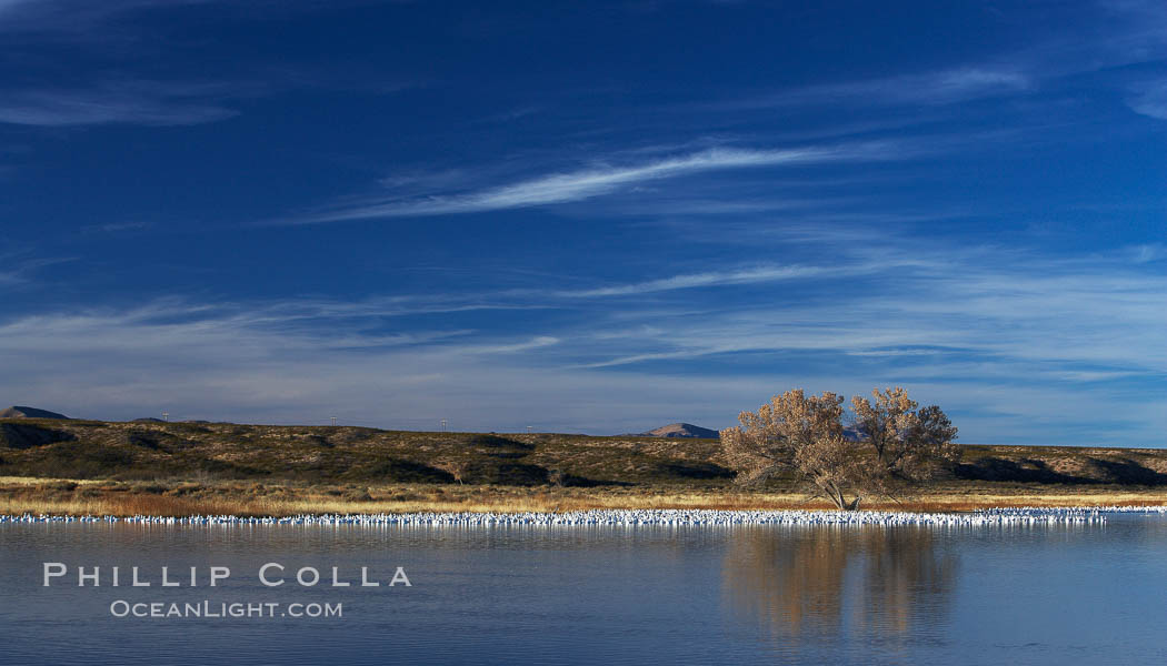 Snow geese and one of the "crane pools" in the northern part of Bosque del Apache NWR. Bosque del Apache National Wildlife Refuge, Socorro, New Mexico, USA, Chen caerulescens, natural history stock photograph, photo id 22015