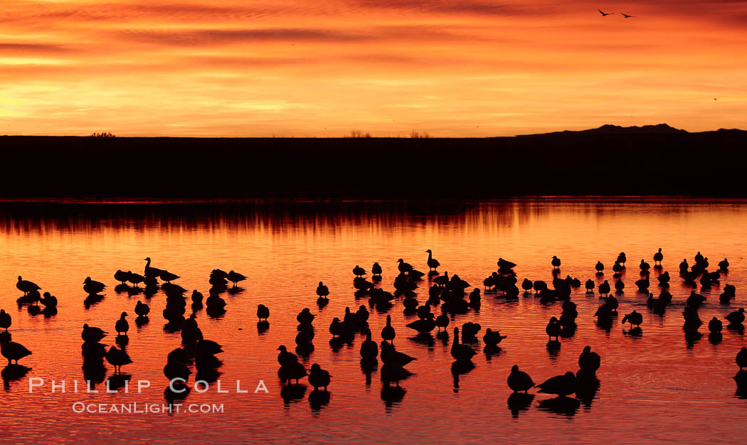 Snow geese rest on a still pond in rich orange and yellow sunrise light.  These geese have spent their night's rest on the main empoundment and will leave around sunrise to feed in nearby corn fields. Bosque del Apache National Wildlife Refuge, Socorro, New Mexico, USA, Chen caerulescens, natural history stock photograph, photo id 22019