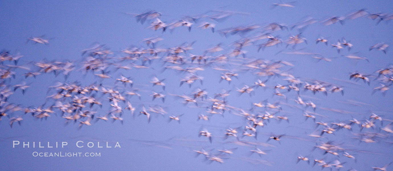 Snow geese flying in a vast skein.  Thousands of snow geese fly in predawn light, blurred due to time exposure. Bosque del Apache National Wildlife Refuge, Socorro, New Mexico, USA, Chen caerulescens, natural history stock photograph, photo id 22051