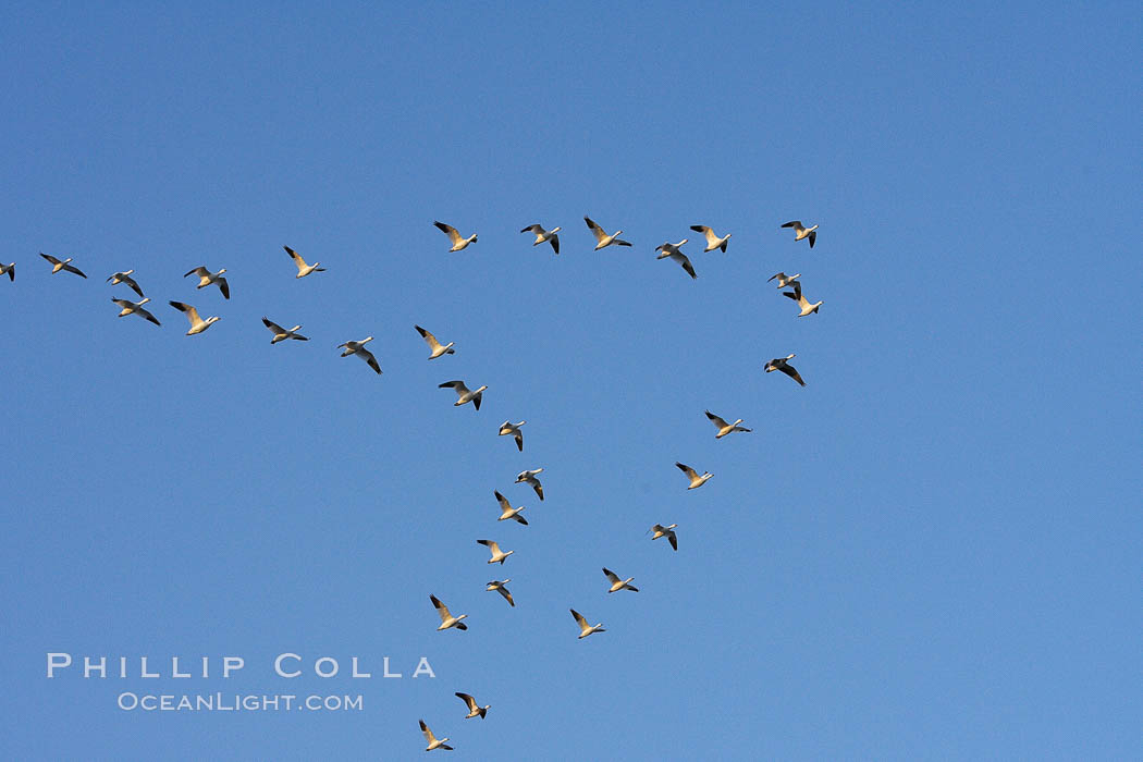 Skeins of snow geese fly in classic chevron formation. Bosque del Apache National Wildlife Refuge, Socorro, New Mexico, USA, Chen caerulescens, natural history stock photograph, photo id 22059