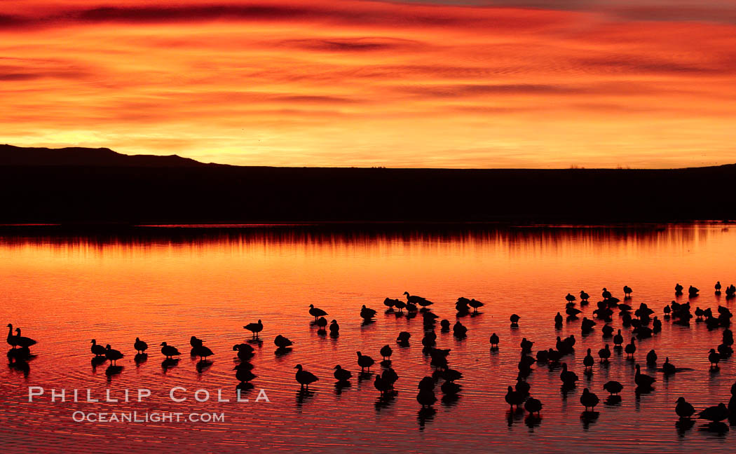 Snow geese rest on a still pond in rich orange and yellow sunrise light.  These geese have spent their night's rest on the main empoundment and will leave around sunrise to feed in nearby corn fields. Bosque del Apache National Wildlife Refuge, Socorro, New Mexico, USA, Chen caerulescens, natural history stock photograph, photo id 22079