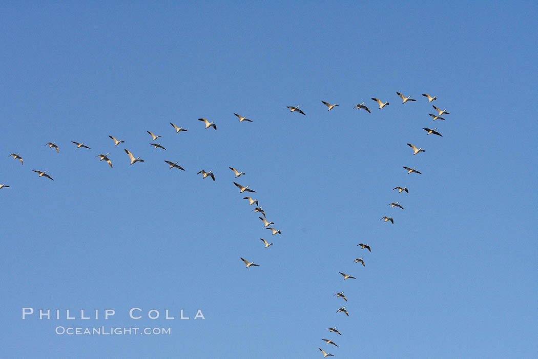 Skeins of snow geese fly in classic chevron formation. Bosque del Apache National Wildlife Refuge, Socorro, New Mexico, USA, Chen caerulescens, natural history stock photograph, photo id 21981