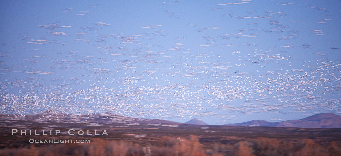 Snow geese at dawn.  Thousands of snow geese fly over the brown hills of Bosque del Apache National Wildlife Refuge.  In the dim predawn light, the geese appear as streaks in the sky. Socorro, New Mexico, USA, Chen caerulescens, natural history stock photograph, photo id 21997