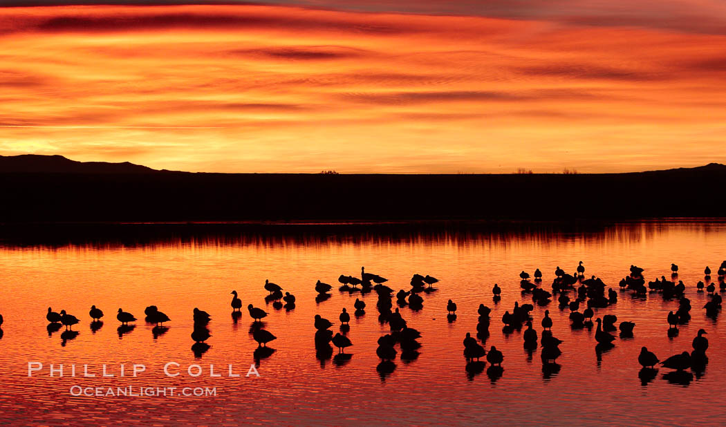 Snow geese rest on a still pond in rich orange and yellow sunrise light.  These geese have spent their night's rest on the main empoundment and will leave around sunrise to feed in nearby corn fields., Chen caerulescens, natural history stock photograph, photo id 22093