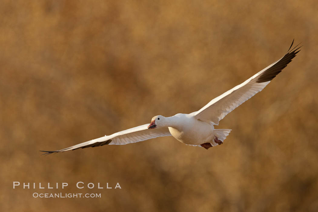 Snow goose in flight. Bosque Del Apache, Socorro, New Mexico, USA, Chen caerulescens, natural history stock photograph, photo id 26260
