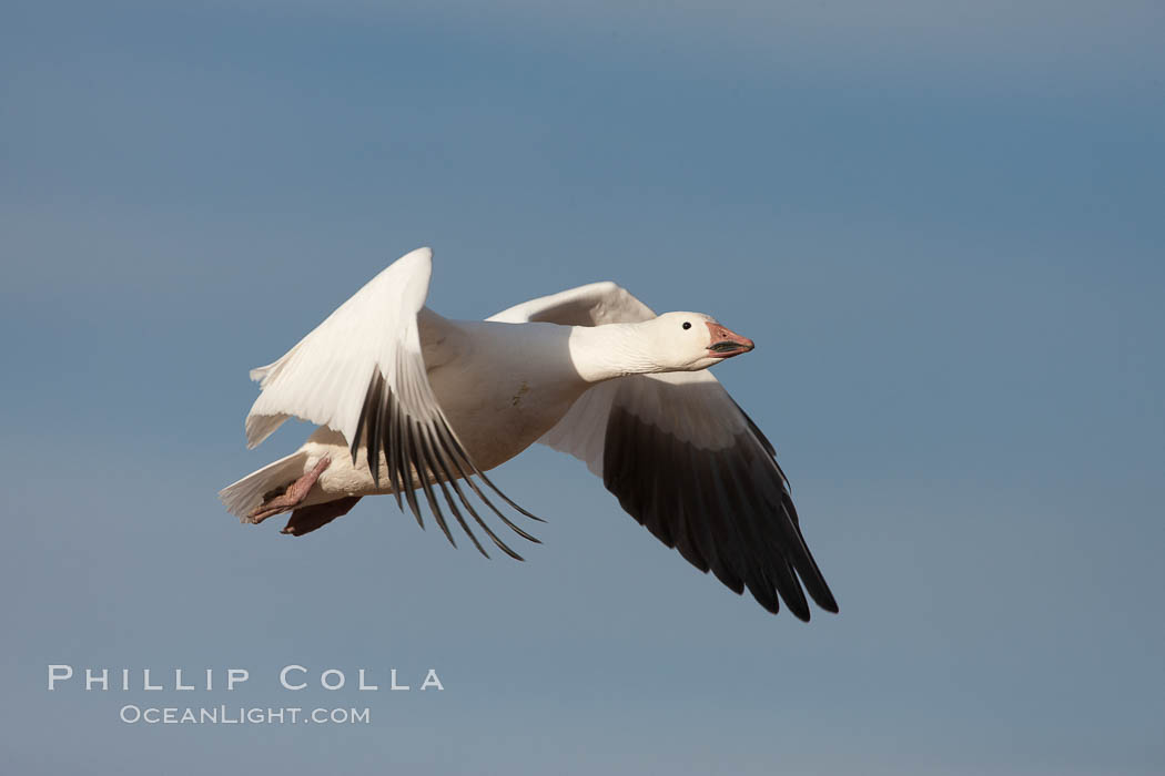 Snow goose in flight. Bosque Del Apache, Socorro, New Mexico, USA, Chen caerulescens, natural history stock photograph, photo id 26272