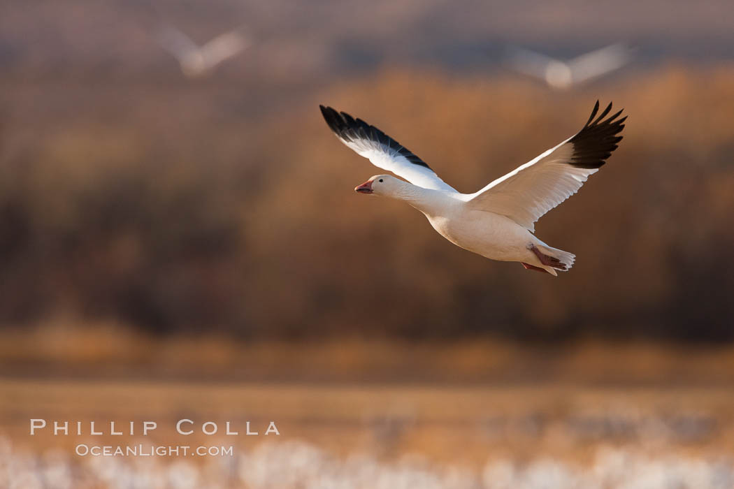 Snow goose in flight. Bosque Del Apache, Socorro, New Mexico, USA, Chen caerulescens, natural history stock photograph, photo id 26207