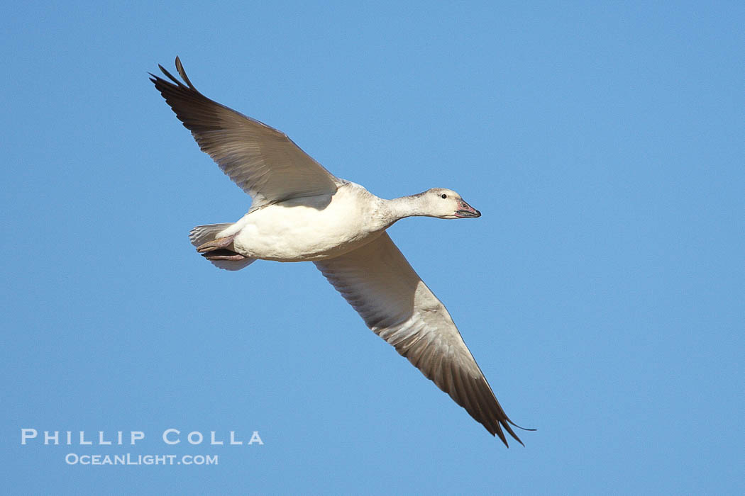 Snow goose in flight, Chen caerulescens, Bosque del Apache National