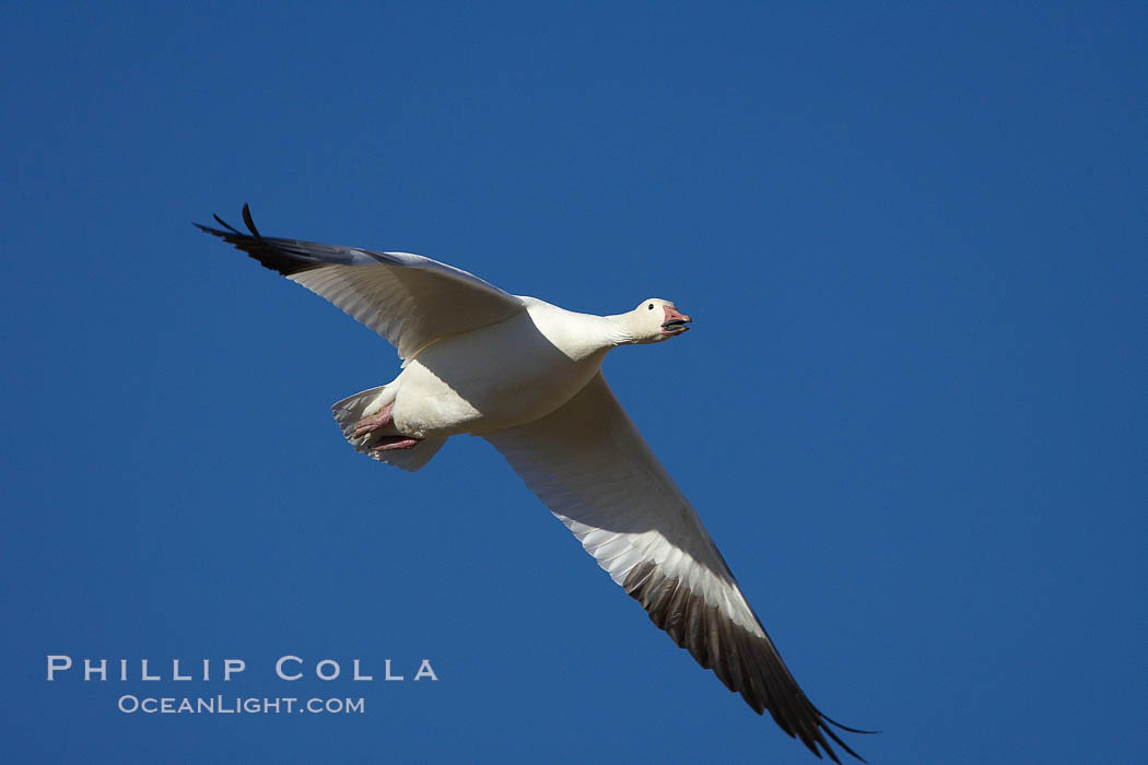 Snow goose in flight. Bosque del Apache National Wildlife Refuge, Socorro, New Mexico, USA, Chen caerulescens, natural history stock photograph, photo id 22098