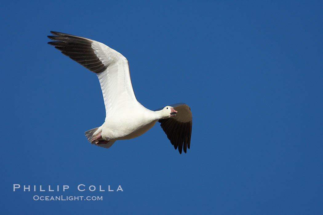 Snow goose in flight. Bosque del Apache National Wildlife Refuge, Socorro, New Mexico, USA, Chen caerulescens, natural history stock photograph, photo id 21932