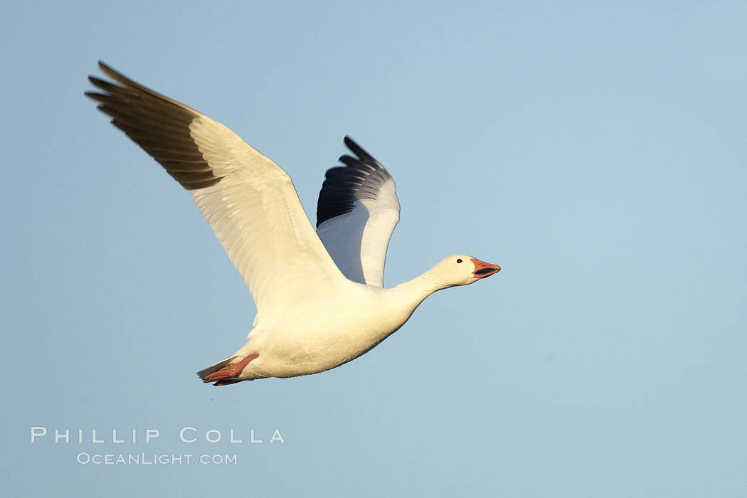 Snow goose in flight.  Tens of thousands of snow geese stop in Bosque del Apache NWR each winter during their migration. Bosque del Apache National Wildlife Refuge, Socorro, New Mexico, USA, Chen caerulescens, natural history stock photograph, photo id 21983