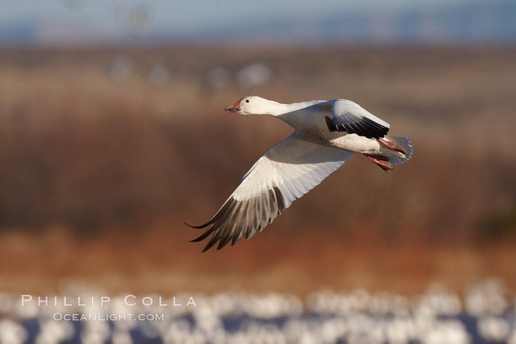 Snow goose in flight. Bosque del Apache National Wildlife Refuge, Socorro, New Mexico, USA, Chen caerulescens, natural history stock photograph, photo id 22091