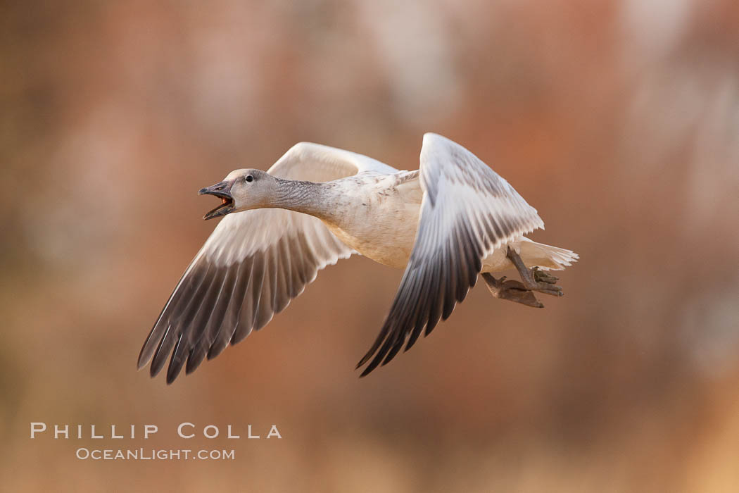 Snow goose in flight. Bosque Del Apache, Socorro, New Mexico, USA, Chen caerulescens, natural history stock photograph, photo id 26203
