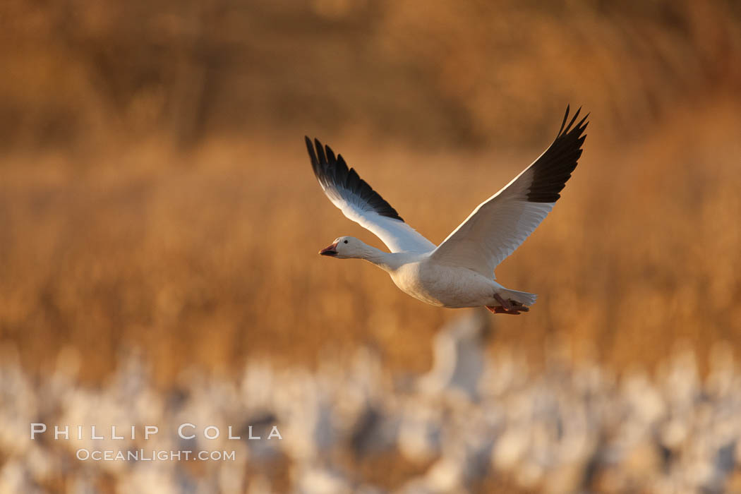 Snow goose in flight. Bosque Del Apache, Socorro, New Mexico, USA, Chen caerulescens, natural history stock photograph, photo id 26267