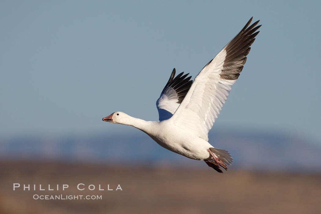 Snow goose in flight. Bosque del Apache National Wildlife Refuge, Socorro, New Mexico, USA, Chen caerulescens, natural history stock photograph, photo id 21801