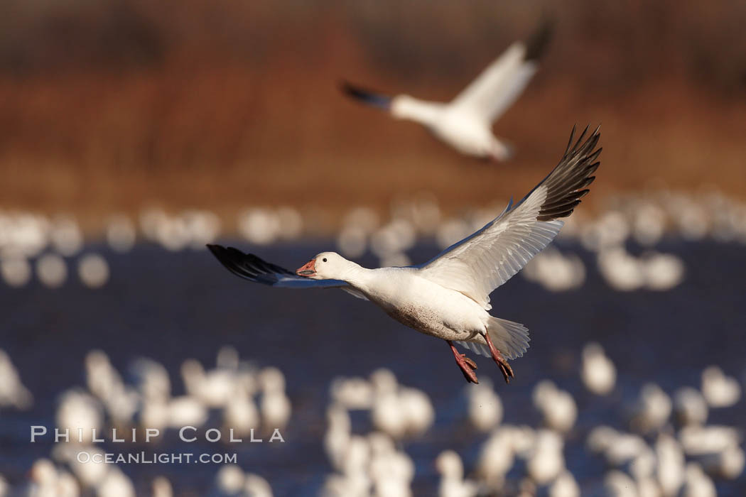 Snow goose in flight, slowing before landing to join a flock of snow geese resting on a pond. Bosque del Apache National Wildlife Refuge, Socorro, New Mexico, USA, Chen caerulescens, natural history stock photograph, photo id 21829