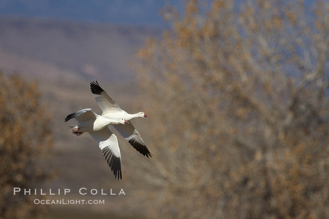 Snow goose in flight., Chen caerulescens, natural history stock photograph, photo id 21933
