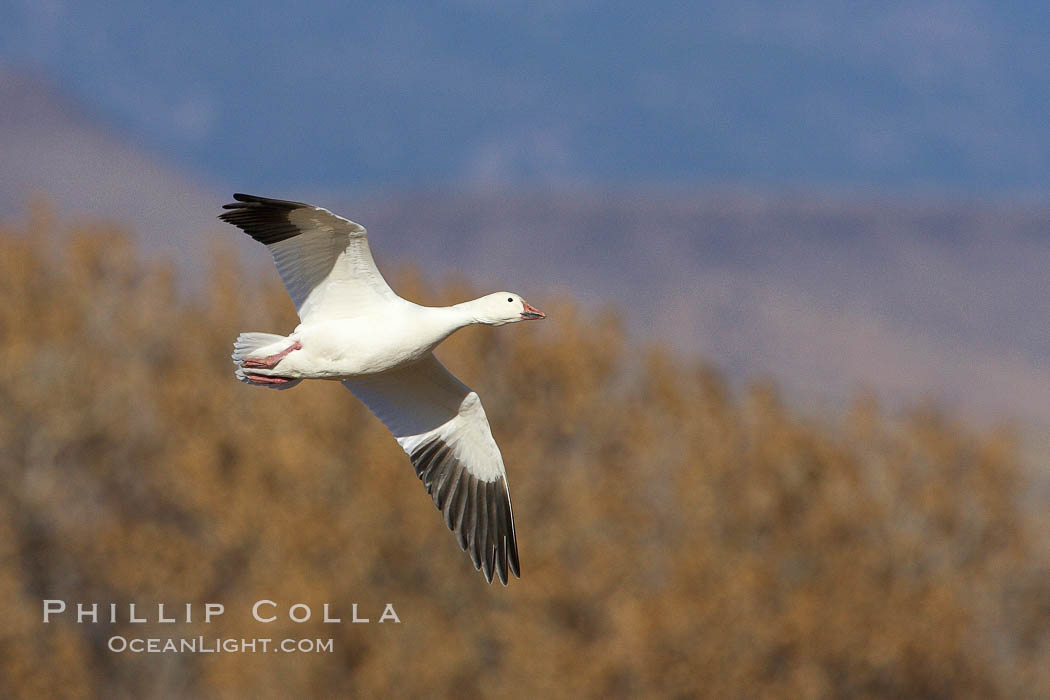 Snow goose in flight. Bosque del Apache National Wildlife Refuge, Socorro, New Mexico, USA, Chen caerulescens, natural history stock photograph, photo id 22049
