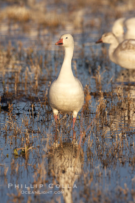 Snow goose portrait, as it stand in shallow water. Bosque del Apache National Wildlife Refuge, Socorro, New Mexico, USA, Chen caerulescens, natural history stock photograph, photo id 21902