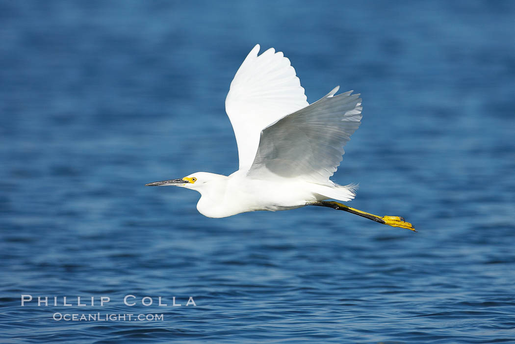 Snowy egret wading, foraging for small fish in shallow water. San Diego Bay National Wildlife Refuge, California, USA, Egretta thula, natural history stock photograph, photo id 17446
