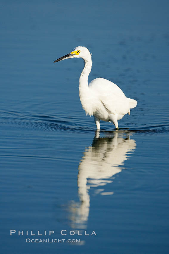 Snowy egret wading, foraging for small fish in shallow water. San Diego Bay National Wildlife Refuge, California, USA, Egretta thula, natural history stock photograph, photo id 17458