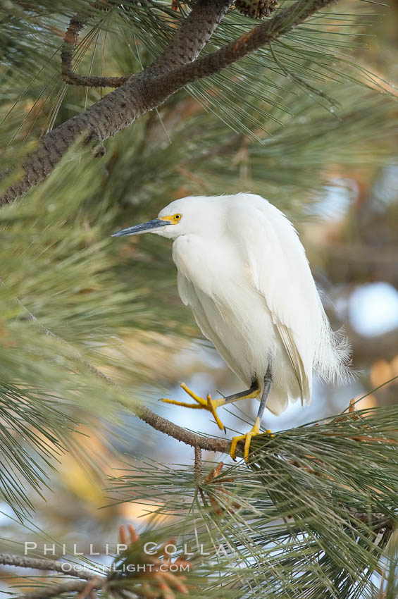 Snowy egret in pine tree. Oceanside Harbor, California, USA, Egretta thula, natural history stock photograph, photo id 18426