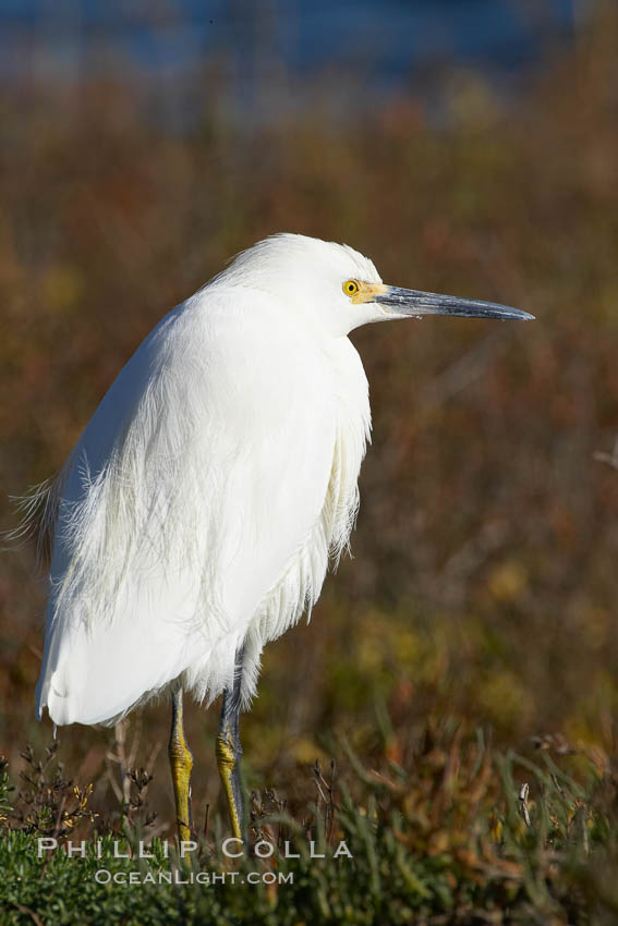 Snowy egret. Bolsa Chica State Ecological Reserve, Huntington Beach, California, USA, Egretta thula, natural history stock photograph, photo id 19906