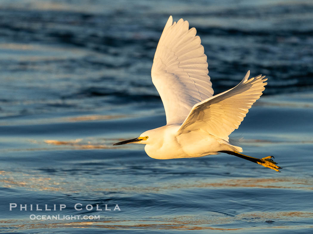 Snowy Egret in flight, Egretta thula. Bolsa Chica State Ecological Reserve, Huntington Beach, California, USA, Egretta thula, natural history stock photograph, photo id 40024