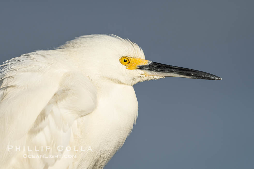 Snowy Egret, Egretta thula. Bolsa Chica State Ecological Reserve, Huntington Beach, California, USA, Egretta thula, natural history stock photograph, photo id 40032