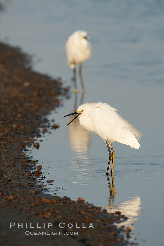 Snowy egret wading, foraging for small fish in shallow water. San Diego Bay National Wildlife Refuge, California, USA, Egretta thula, natural history stock photograph, photo id 17455