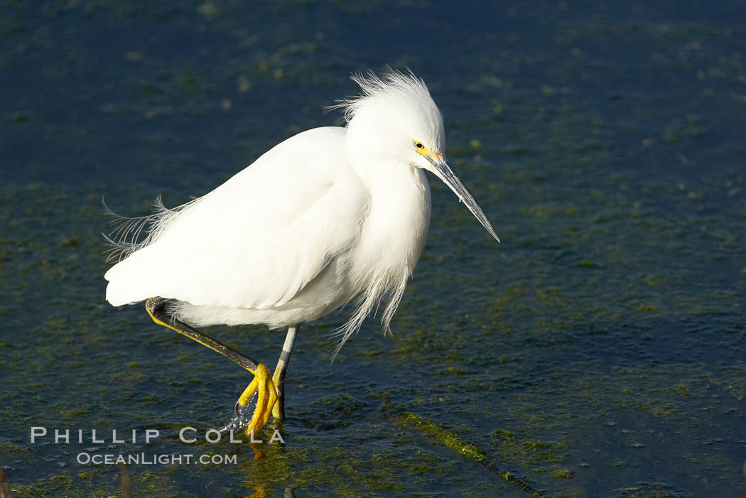 Snowy egret. Bolsa Chica State Ecological Reserve, Huntington Beach, California, USA, Egretta thula, natural history stock photograph, photo id 19903