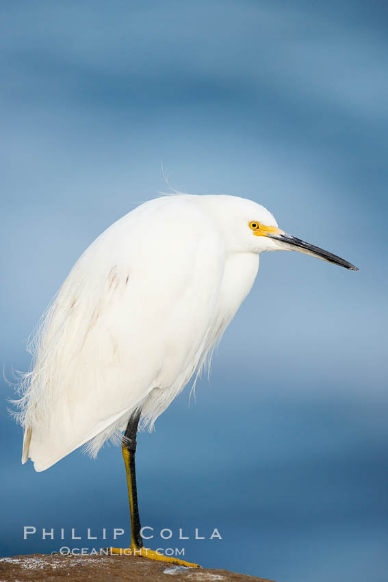 Snowy egret.  The snowy egret can be found in marshes, swamps, shorelines, mudflats and ponds.  The snowy egret eats shrimp, minnows and other small fish,  crustaceans and frogs.  It is found on all coasts of North America and, in winter, into South America. La Jolla, California, USA, Egretta thula, natural history stock photograph, photo id 15293