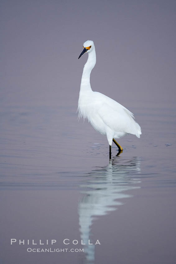 Snowy egret wading, foraging for small fish in shallow water. San Diego Bay National Wildlife Refuge, California, USA, Egretta thula, natural history stock photograph, photo id 17461