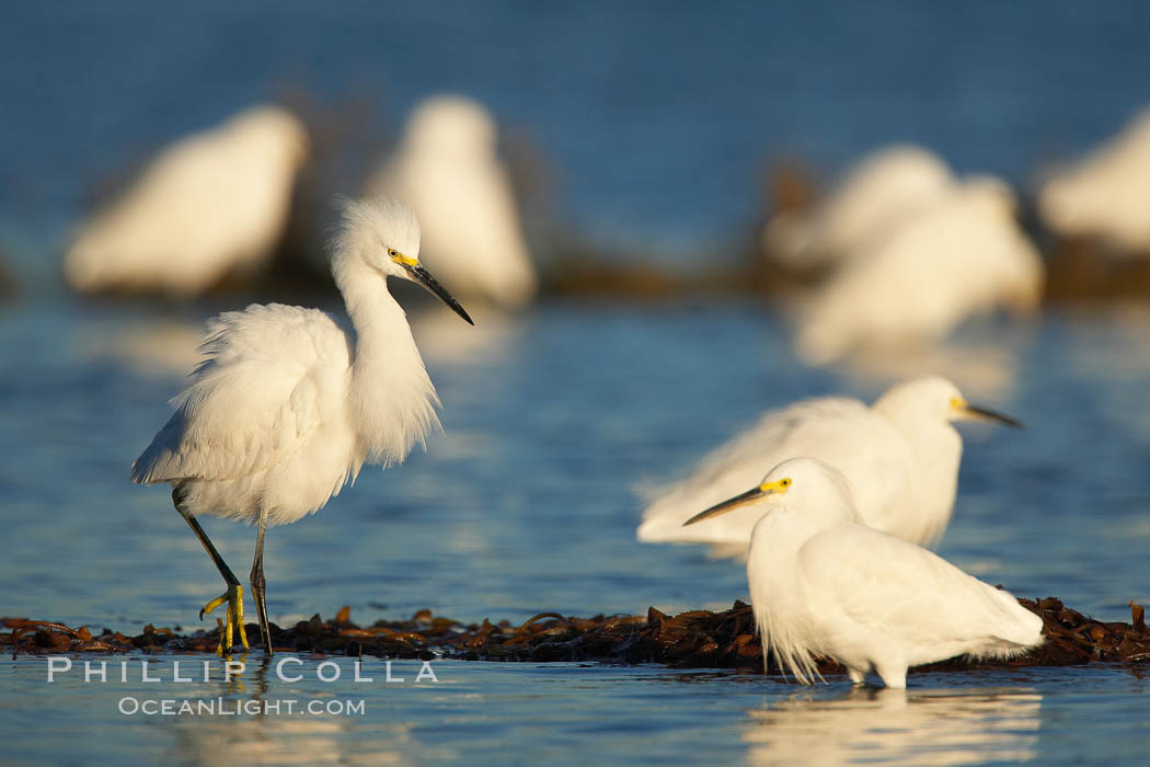 Snowy egrets foraging in drifting patch of kelp. San Diego River, California, USA, Egretta thula, natural history stock photograph, photo id 18417