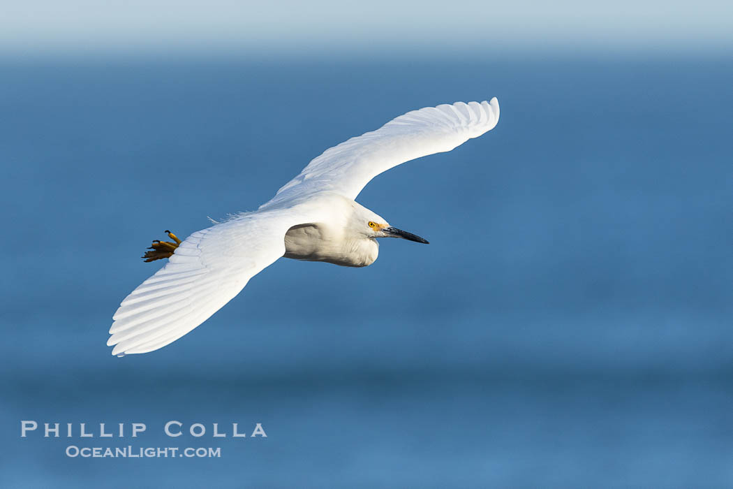 Snowy egret in flight gliding over the ocean in La Jolla. The snowy egret can be found in marshes, swamps, shorelines, mudflats and ponds. The snowy egret eats shrimp, minnows and other small fish, crustaceans and frogs. It is found on all coasts of North America and, in winter, into South America. California, USA, natural history stock photograph, photo id 38926