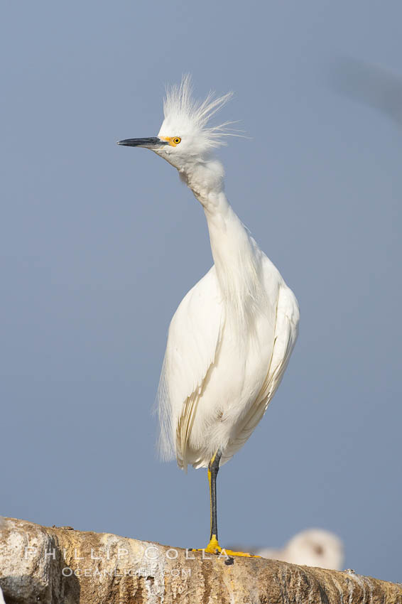 Snowy egret.  The snowy egret can be found in marshes, swamps, shorelines, mudflats and ponds.  The snowy egret eats shrimp, minnows and other small fish,  crustaceans and frogs.  It is found on all coasts of North America and, in winter, into South America. La Jolla, California, USA, Egretta thula, natural history stock photograph, photo id 15298