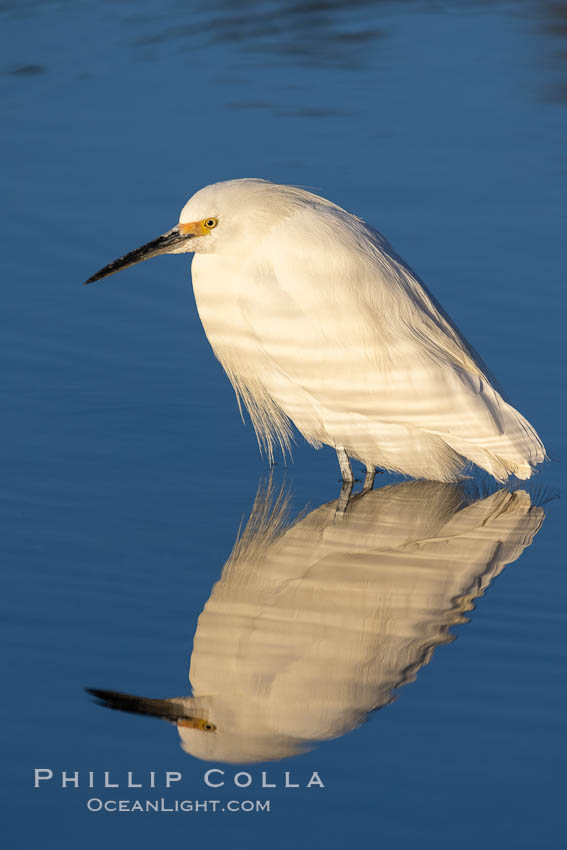 Snowy egret, Mission Bay, San Diego. The snowy egret can be found in marshes, swamps, shorelines, mudflats and ponds.  The snowy egret eats shrimp, minnows and other small fish,  crustaceans and frogs.  It is found on all coasts of North America and, in winter, into South America., natural history stock photograph, photo id 36823