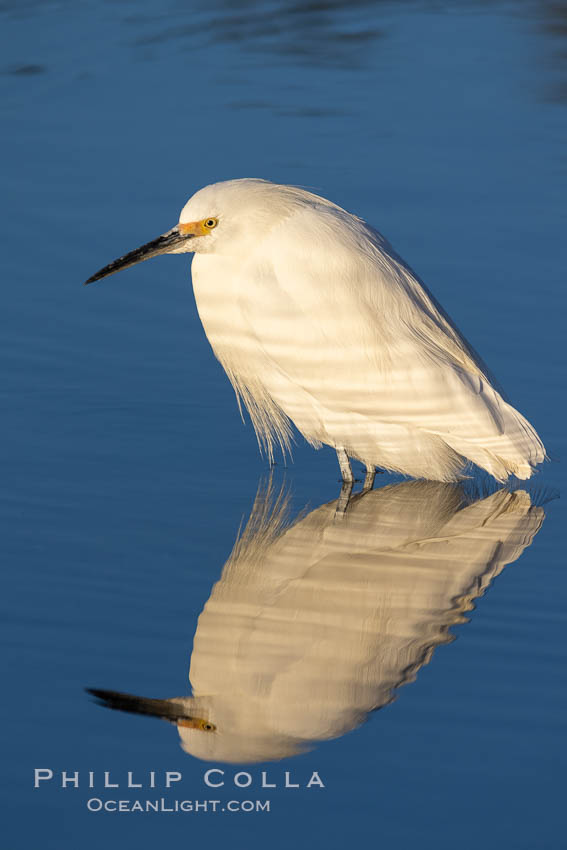 Snowy egret, Mission Bay, San Diego. The snowy egret can be found in marshes, swamps, shorelines, mudflats and ponds.  The snowy egret eats shrimp, minnows and other small fish,  crustaceans and frogs.  It is found on all coasts of North America and, in winter, into South America., Egretta thula, natural history stock photograph, photo id 36823