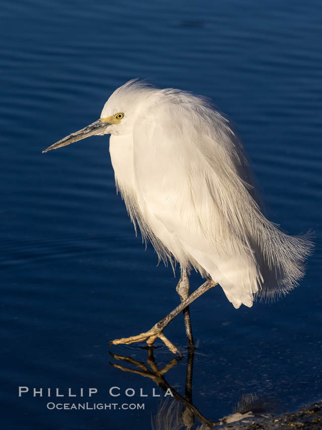 Snowy egret, Mission Bay, San Diego. The snowy egret can be found in marshes, swamps, shorelines, mudflats and ponds.  The snowy egret eats shrimp, minnows and other small fish,  crustaceans and frogs.  It is found on all coasts of North America and, in winter, into South America., Egretta thula, natural history stock photograph, photo id 36825