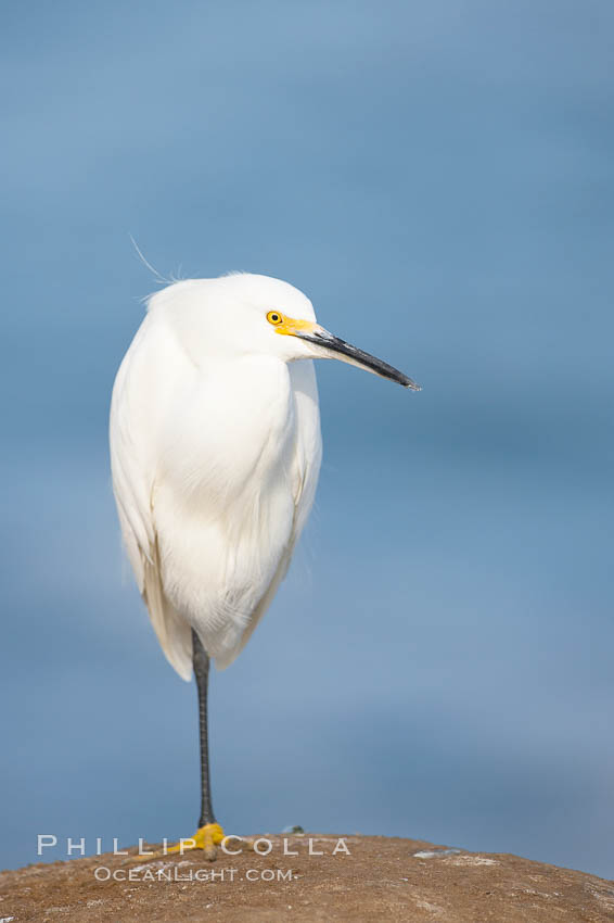 Snowy egret.  The snowy egret can be found in marshes, swamps, shorelines, mudflats and ponds.  The snowy egret eats shrimp, minnows and other small fish,  crustaceans and frogs.  It is found on all coasts of North America and, in winter, into South America. La Jolla, California, USA, Egretta thula, natural history stock photograph, photo id 15292