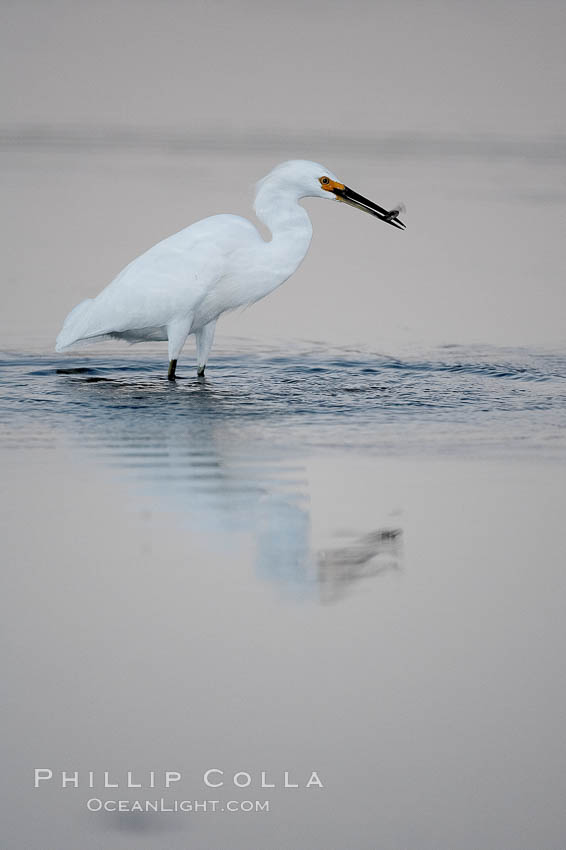 Snowy egret wading, foraging for small fish in shallow water. San Diego Bay National Wildlife Refuge, California, USA, Egretta thula, natural history stock photograph, photo id 17460