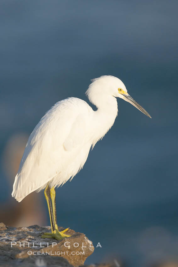 Snowy egret.  The snowy egret can be found in marshes, swamps, shorelines, mudflats and ponds.  The snowy egret eats shrimp, minnows and other small fish,  crustaceans and frogs.  It is found on all coasts of North America and, in winter, into South America. La Jolla, California, USA, Egretta thula, natural history stock photograph, photo id 15295