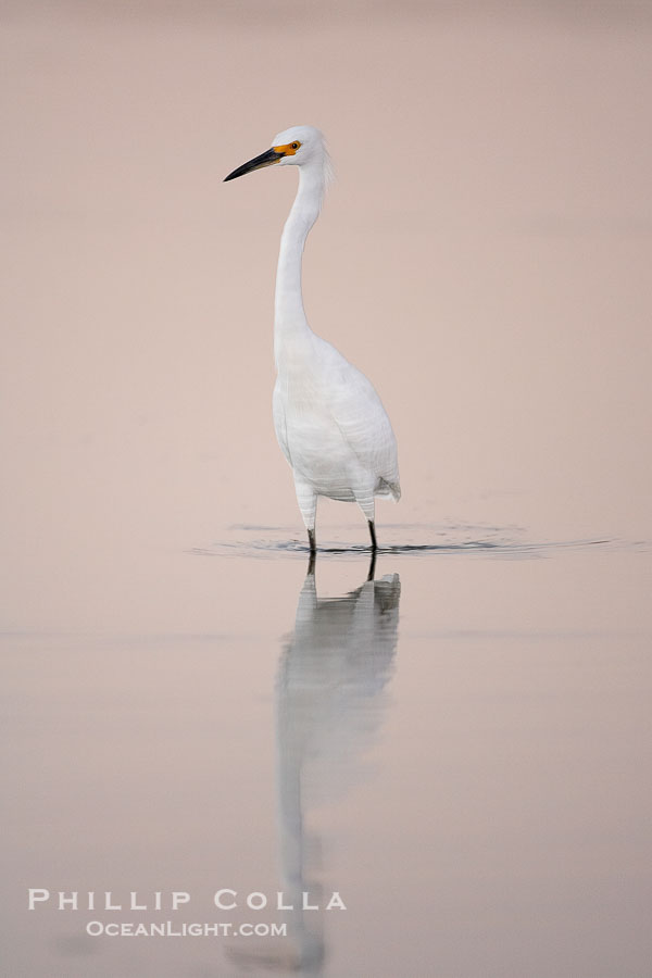 Snowy egret wading, foraging for small fish in shallow water., Egretta thula, natural history stock photograph, photo id 17463