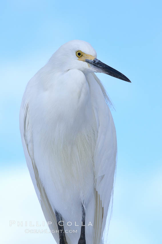 Snowy egret. San Diego, California, USA, Egretta thula, natural history stock photograph, photo id 21419