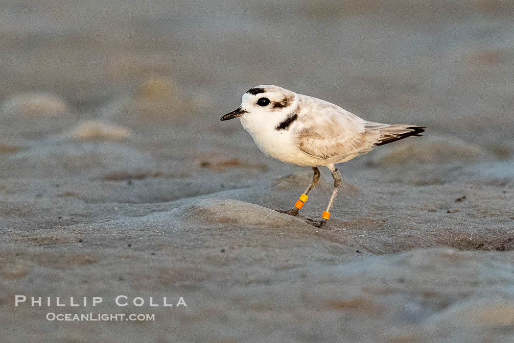 Snowy Plover, Charadrius nivosus, with three Identification bands, Fort De Soto, Florida, Fort De Soto Park, St. Petersburg Snowy Plover, Charadrius nivosus, with three Identification bands, Fort De Soto, Florida, Fort De Soto Park, St. Petersburg
