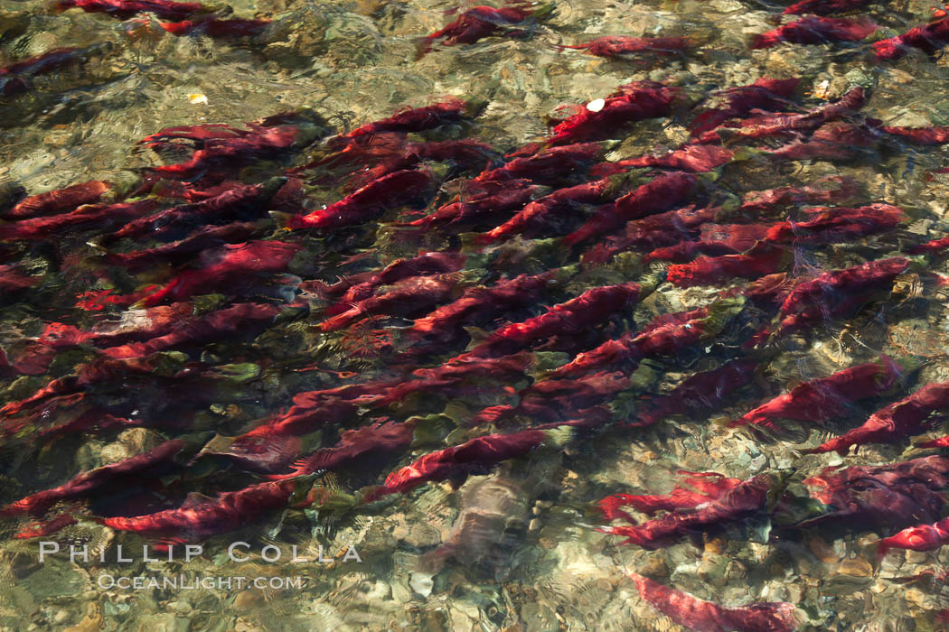 Sockeye salmon, swim upstream in the Adams River, traveling to reach the place where they hatched four years earlier in order to spawn a new generation of salmon eggs. Roderick Haig-Brown Provincial Park, British Columbia, Canada, Oncorhynchus nerka, natural history stock photograph, photo id 26155