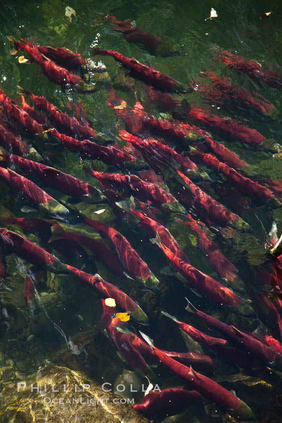 Sockeye salmon, swim upstream in the Adams River, traveling to reach the place where they hatched four years earlier in order to spawn a new generation of salmon eggs. Roderick Haig-Brown Provincial Park, British Columbia, Canada, Oncorhynchus nerka, natural history stock photograph, photo id 26165