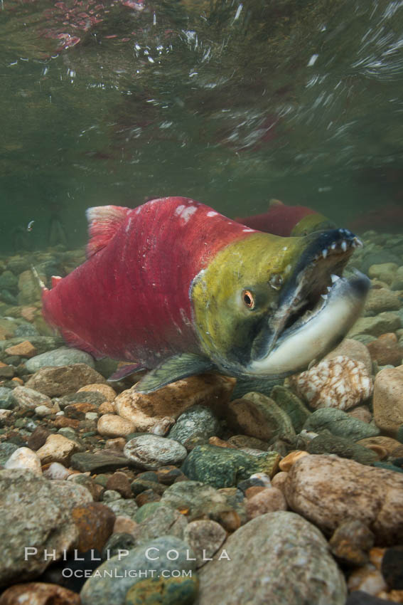 A male sockeye salmon, showing injuries sustained as it migrated hundreds of miles from the ocean up the Fraser River, swims upstream in the Adams River to reach the place where it will fertilize eggs laid by a female in the rocks.  It will die so after spawning. Roderick Haig-Brown Provincial Park, British Columbia, Canada, Oncorhynchus nerka, natural history stock photograph, photo id 26166