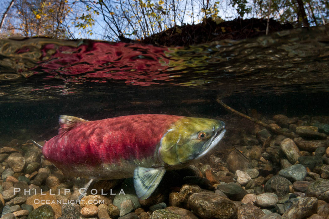 Sockeye salmon, migrating upstream in the Adams River to return to the spot where they were hatched four years earlier, where they will spawn, lay eggs and die. Roderick Haig-Brown Provincial Park, British Columbia, Canada, Oncorhynchus nerka, natural history stock photograph, photo id 26395