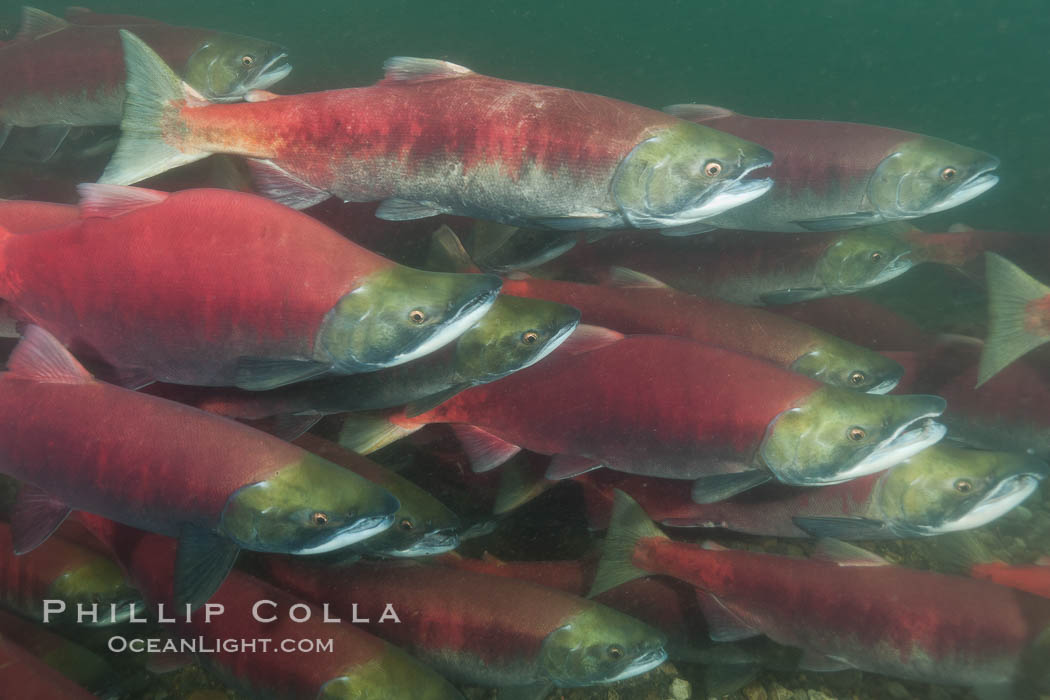 A school of sockeye salmon, swimming up the Adams River to spawn, where they will lay eggs and die. Roderick Haig-Brown Provincial Park, British Columbia, Canada, Oncorhynchus nerka, natural history stock photograph, photo id 26415